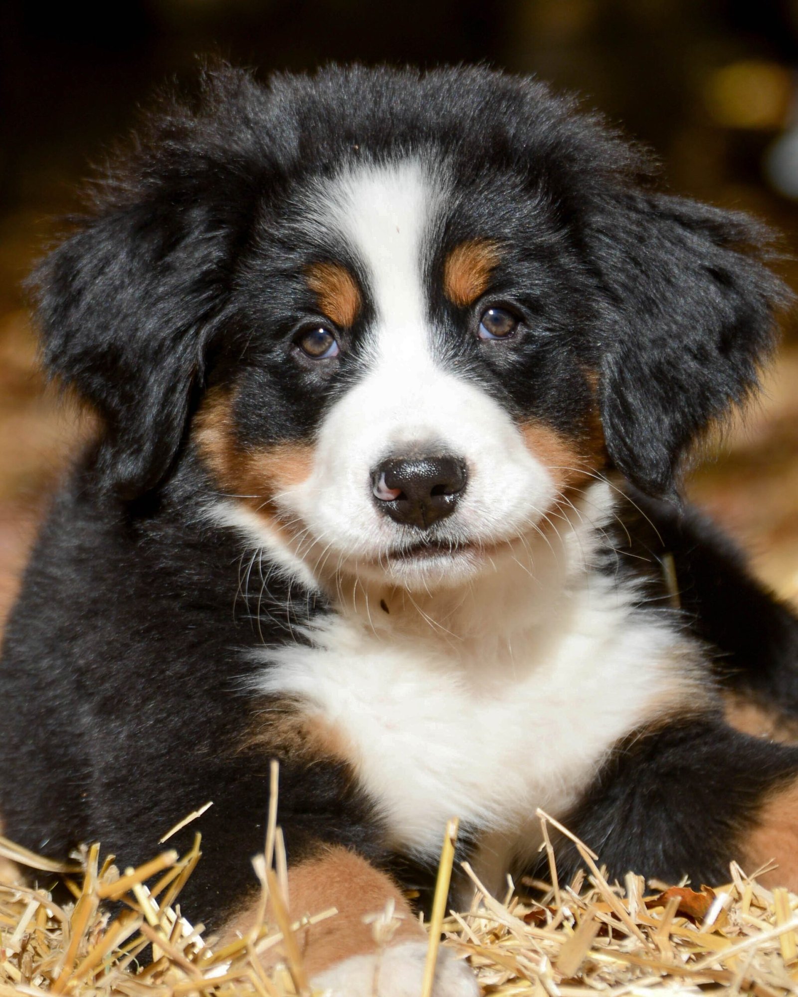 cachorro com gases: como evitar